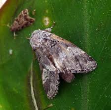 Attēlu rezultāti vaicājumam “Notodontidae”