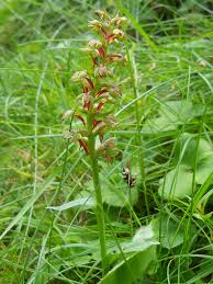 Attēlu rezultāti vaicājumam “Coeloglossum viride leaf”