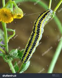 Attēlu rezultāti vaicājumam “Calophasia lunula”