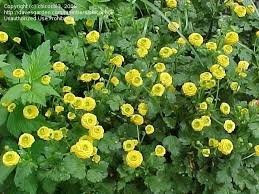 Attēlu rezultāti vaicājumam “Ranunculus cassubicus”