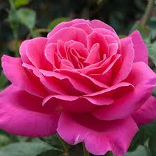 Image result for FOTO ROSA