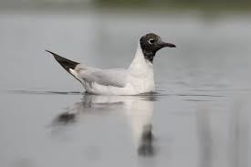 Attēlu rezultāti vaicājumam “Larus minutus”