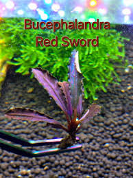 Risultati immagini per bucephalandra pinoh red stem