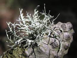 Attēlu rezultāti vaicājumam “Ramalina farinacea”