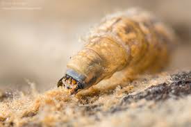 Attēlu rezultāti vaicājumam “Tipulidae larva”