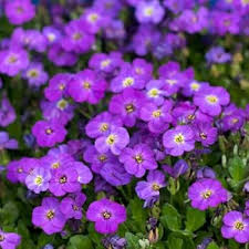 Attēlu rezultāti vaicājumam “Aubrieta deltoidea”