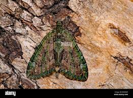 Attēlu rezultāti vaicājumam “Chloroclysta siterata”