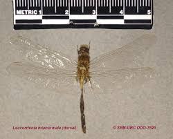 Attēlu rezultāti vaicājumam “Leucorrhinia caudalis male”