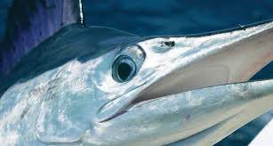 Image result for Kajikia albida