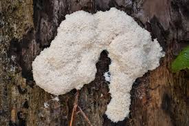 Attēlu rezultāti vaicājumam “Fuligo laevis spores”