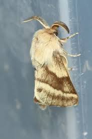 Attēlu rezultāti vaicājumam “Malacosoma castrensis male”