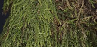 Attēlu rezultāti vaicājumam “Hypnum cupressiforme var. subjulacum”