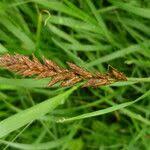 Attēlu rezultāti vaicājumam “Carex disticha”