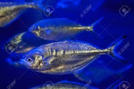 Image result for Trachurus trachurus