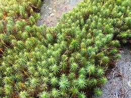 Attēlu rezultāti vaicājumam “Polytrichum commune”
