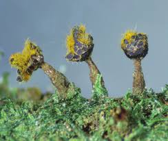 Attēlu rezultāti vaicājumam “Trichia erecta spores”