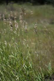 Attēlu rezultāti vaicājumam “Bromopsis inermis”