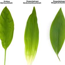 Image result for Bärlauch