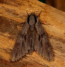 Attēlu rezultāti vaicājumam “Sphinx pinastri”