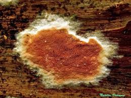 Attēlu rezultāti vaicājumam “Gloeoporus taxicola”