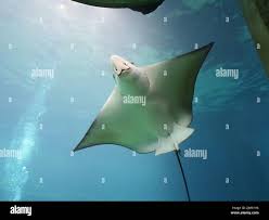 Image result for Rhinoptera bonasus