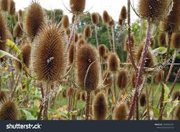 Image result for Dipsacus silvestris
