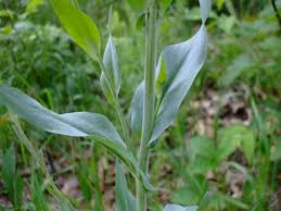 Attēlu rezultāti vaicājumam “Arabis glabra”