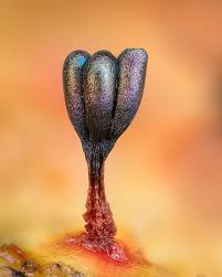 Attēlu rezultāti vaicājumam “Metatrichia vesparia”