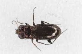 Attēlu rezultāti vaicājumam “Notiophilus germinyi”