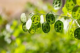 Attēlu rezultāti vaicājumam “Lunaria rediviva leaf”
