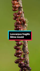 Attēlu rezultāti vaicājumam “Leocarpus fragilis spores”