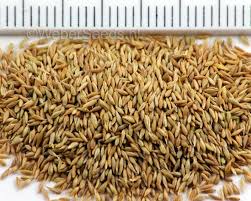 Attēlu rezultāti vaicājumam “Phleum phleoides fruit”