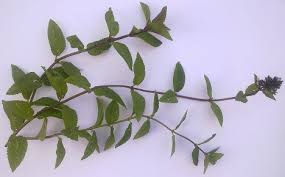 Attēlu rezultāti vaicājumam “Carum carvi leaf”