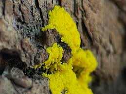 Attēlu rezultāti vaicājumam “Willkommlangea reticulata plasmodium”