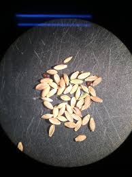 Attēlu rezultāti vaicājumam “Glyceria striata fruit”