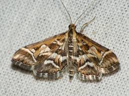 Attēlu rezultāti vaicājumam “Diasemia reticularis”