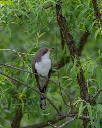 Image result for Coccyzus americanus