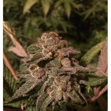 Attēlu rezultāti vaicājumam “Cannabis sativa fruit”