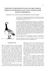 Attēlu rezultāti vaicājumam “Branta leucopsis adult”