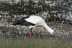 Attēlu rezultāti vaicājumam “Ciconia ciconia adult”