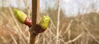 Attēlu rezultāti vaicājumam “Viburnum opulus bud”