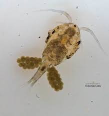 Attēlu rezultāti vaicājumam “Copepoda”