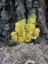 Attēlu rezultāti vaicājumam “Lycogala confusum spores”