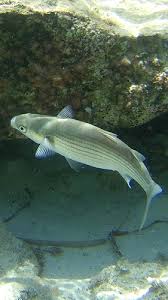 Image result for Liza aurata