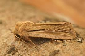 Attēlu rezultāti vaicājumam “Leucania comma”