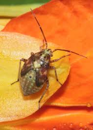 Attēlu rezultāti vaicājumam “Lygus nymph nymph”