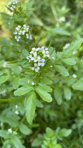 Image result for Rorippa nasturtium-aquaticum