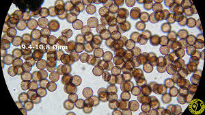Attēlu rezultāti vaicājumam “Physarum leucophaeum spores”