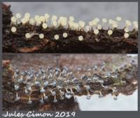 Attēlu rezultāti vaicājumam “Physarum album spores”