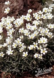 Image result for cerastium tomentosum